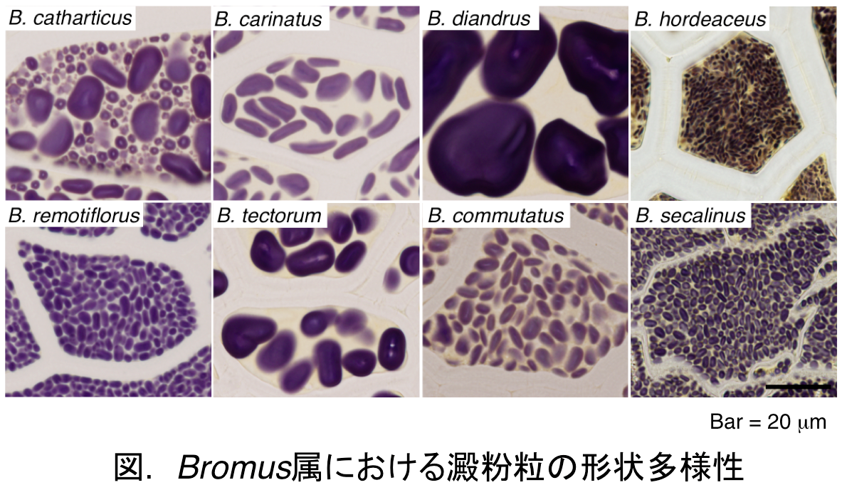 図.Bromus