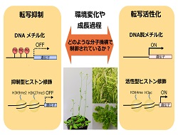 プレゼンテーション4.pptx