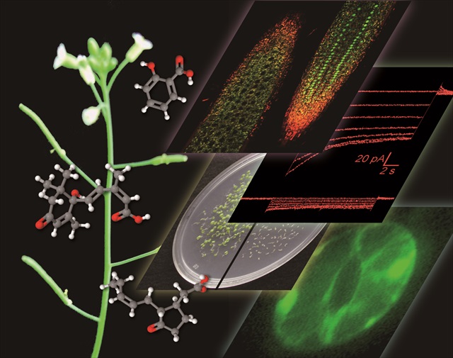 molecular moldels