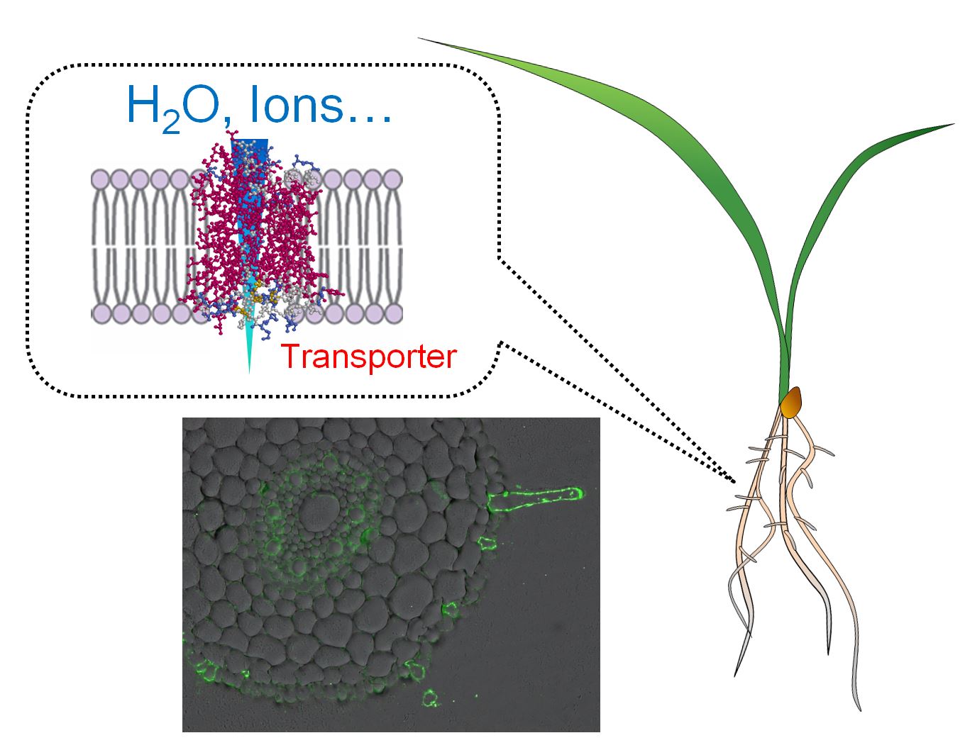 molecular moldels