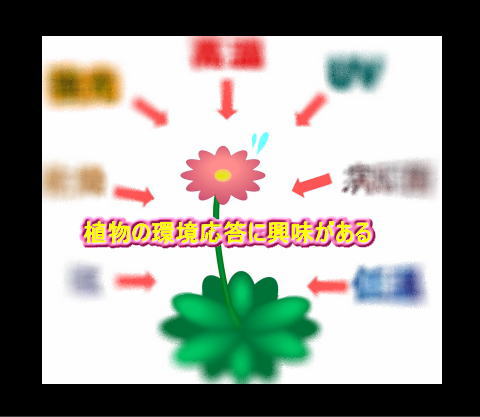 平山研：研究内容