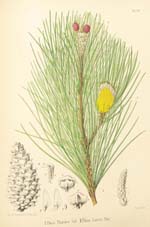 Pinus ;inaster