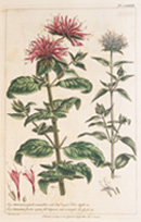 Monarda