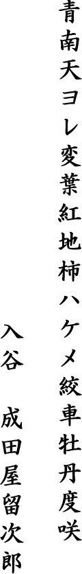 青南天ヨレ変葉紅地柿ハケメ絞車牡丹度咲　入谷　成田屋留次郎