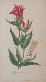 スピゲリアの植物画