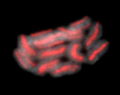 holocentric chromosomes