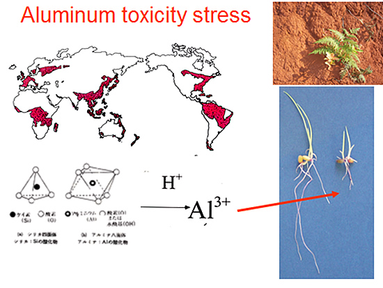 Aluminum toxicity stress