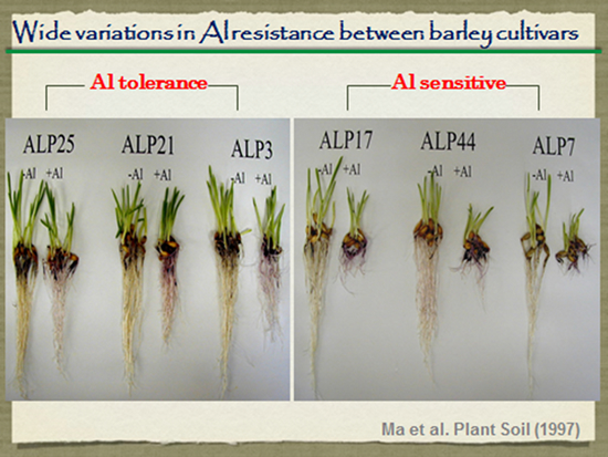 Aluminum toxicity stress