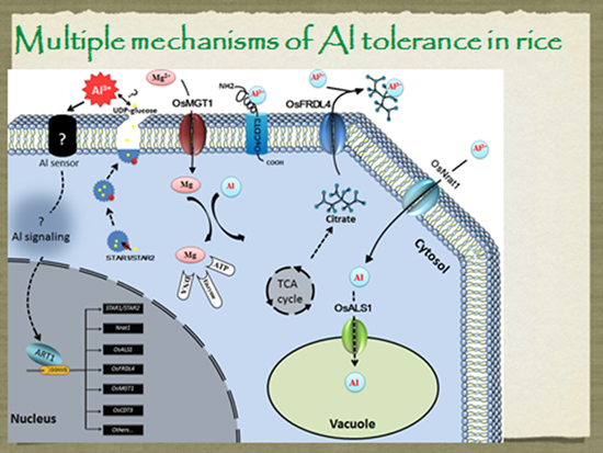 Aluminum toxicity stress