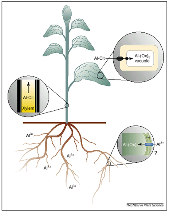 Aluminum toxicity stress