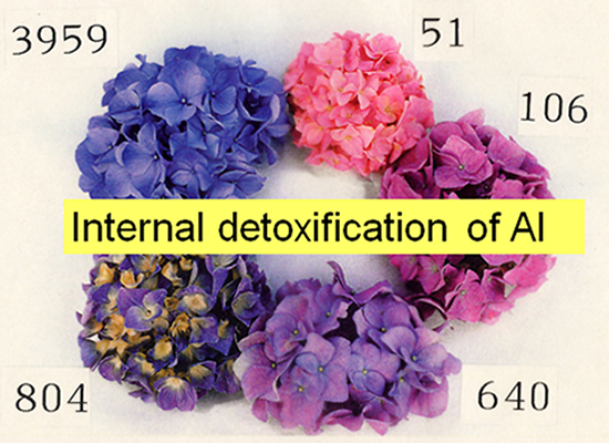 Aluminum toxicity stress