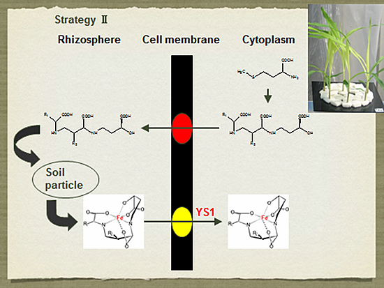 Iron-deficiency stress