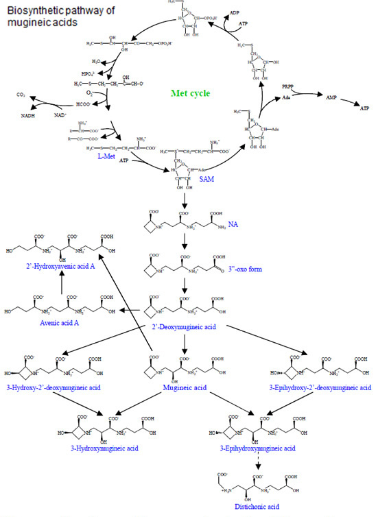 Iron-deficiency stress