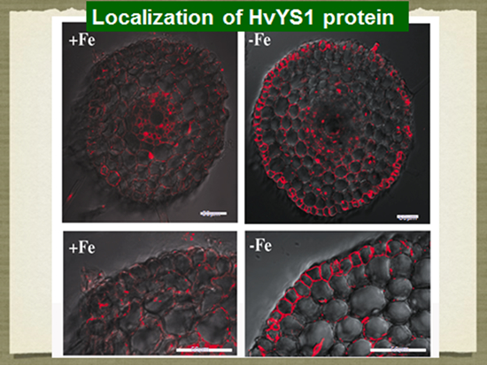 Iron-deficiency stress