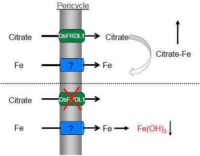 Iron-deficiency stress