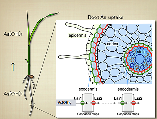 Transporters of As and Cd in rice