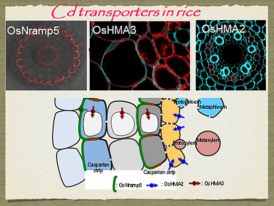 Transporters of As and Cd in rice