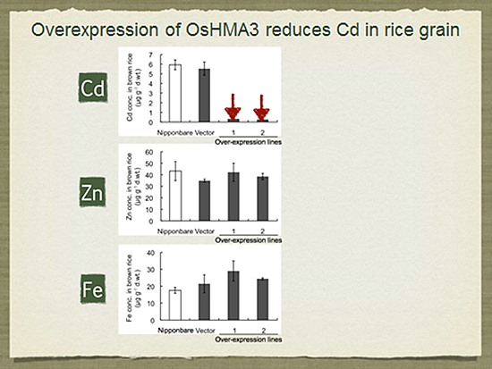 Transporters of As and Cd in rice