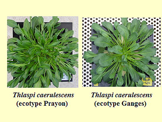 Transporters of As and Cd in rice