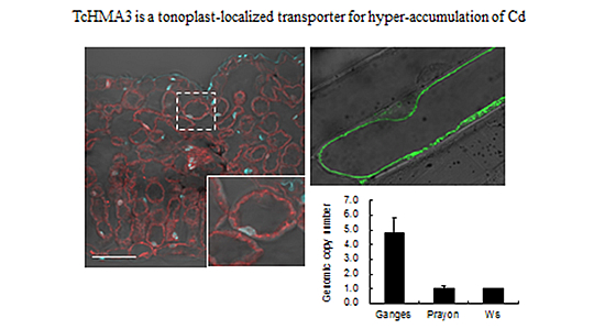 Transporters of As and Cd in rice