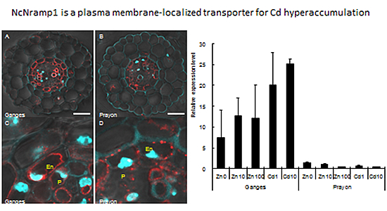 Transporters of As and Cd in rice