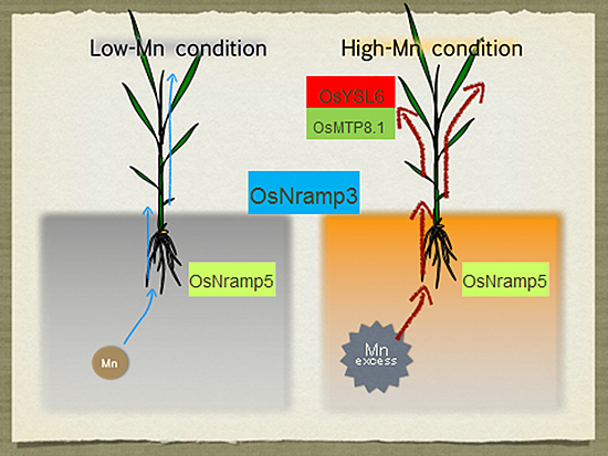 Molecular mechanisms of environmental responses