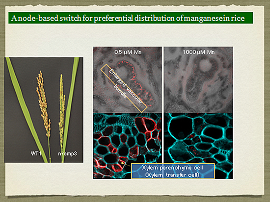 Molecular mechanisms of environmental responses