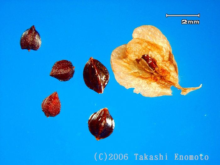 Fallopia JungleKey.fr Image 350