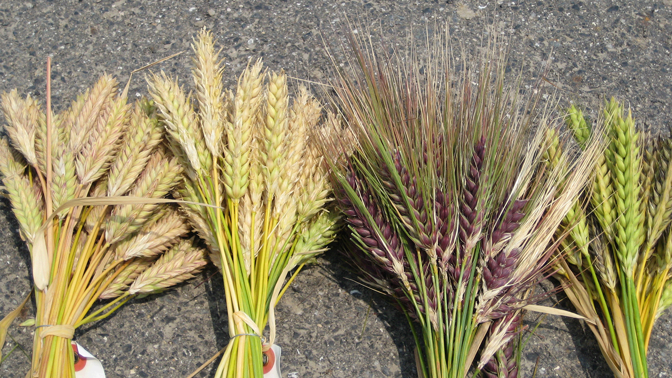 barley_20200421094344932.png