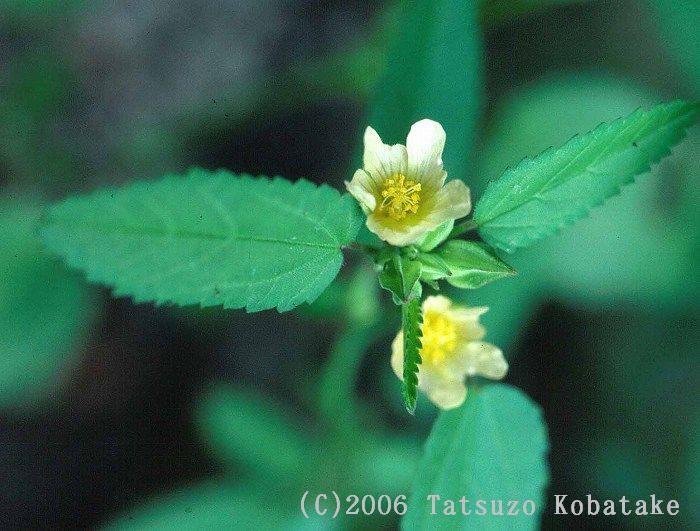 日本の帰化植物 | 清水 建美 |本 | 通販 | Amazon