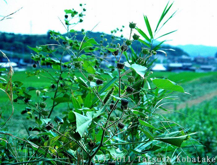日本の帰化植物 種子画像 データベース