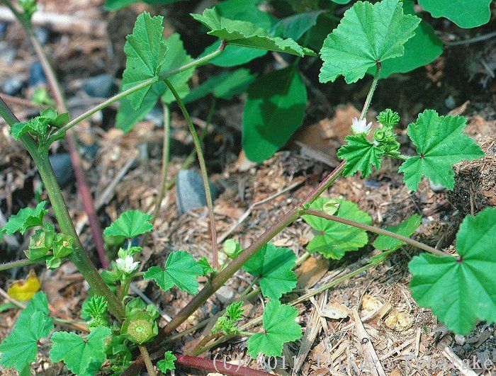 日本の帰化植物 | 清水 建美 |本 | 通販 | Amazon