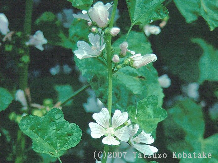 日本の帰化植物 | 清水 建美 |本 | 通販 | Amazon